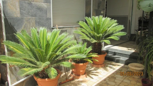 Location Niveau De Villa F2 Alger Bir mourad rais