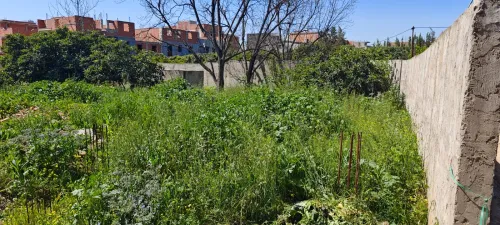 Vente Terrain Blida Chebli