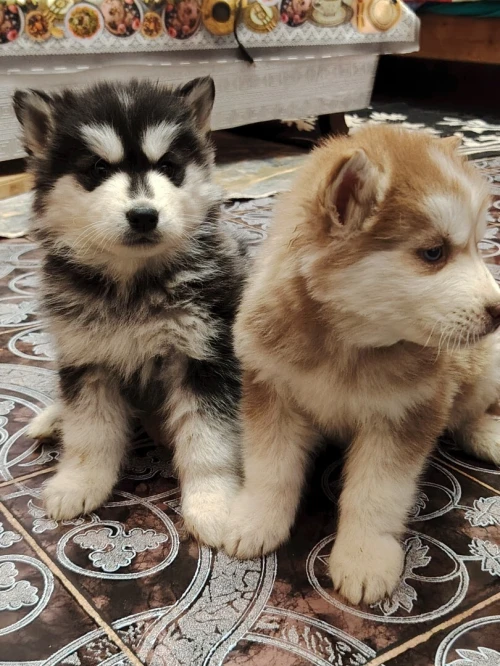Husky