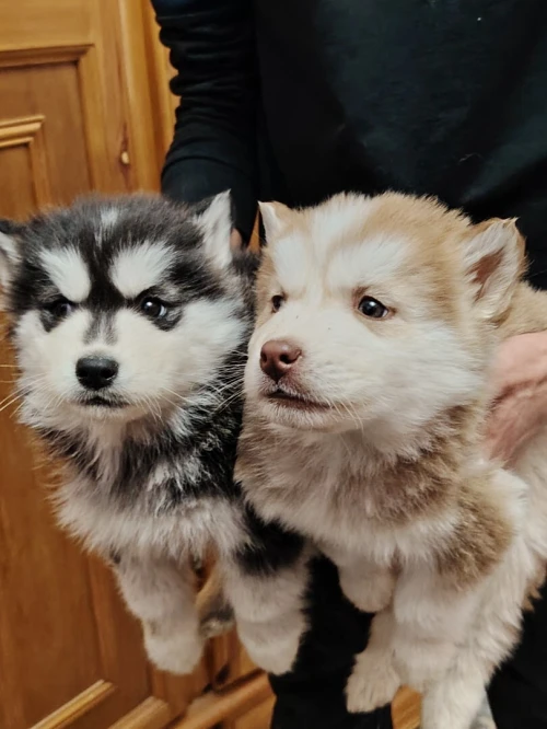 Husky