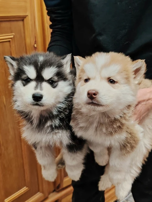 Husky
