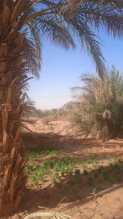 Vente Terrain Timimoun Timimoun