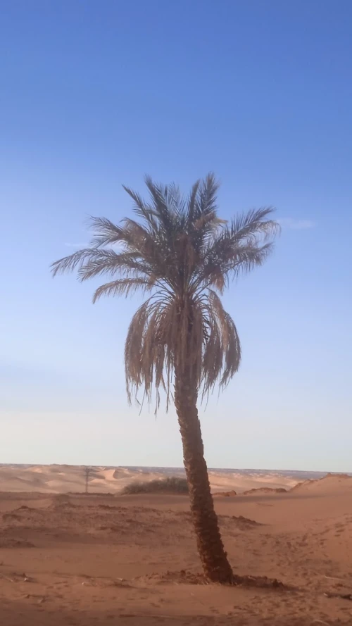 Vente Terrain Timimoun Timimoun