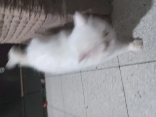 Chat  persan chanchila