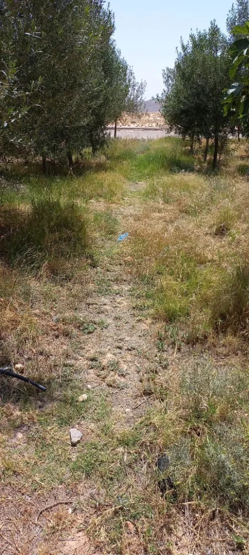Vente Terrain Msila Bou saada