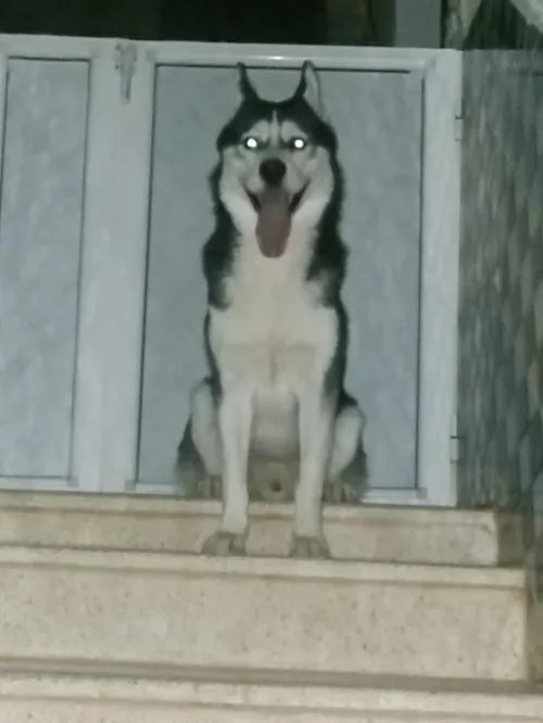 Couple chiens husky sibérien 