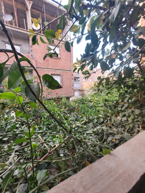Vente Villa Alger Les eucalyptus