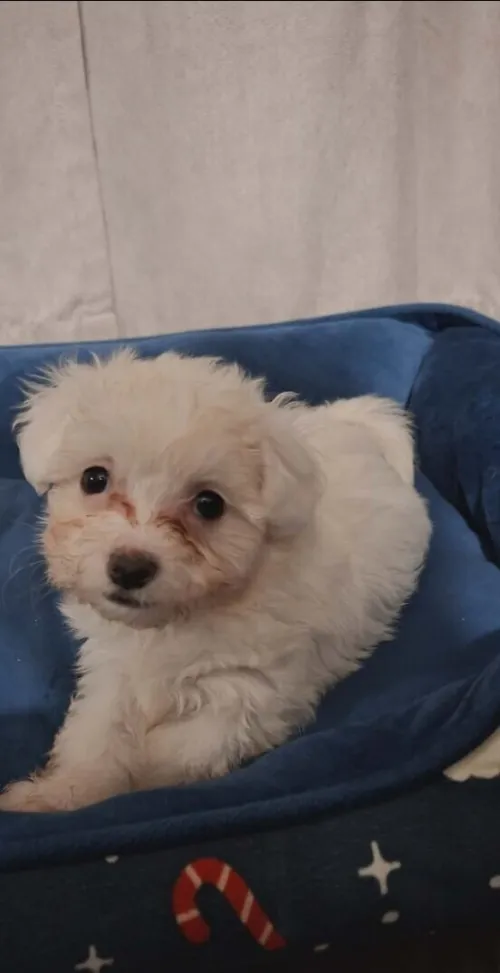 Bichon a poil fraisé