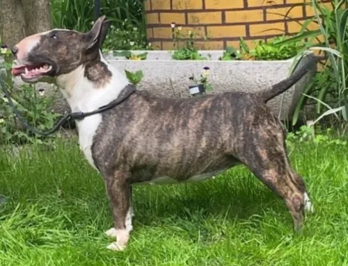 Bullterrier
