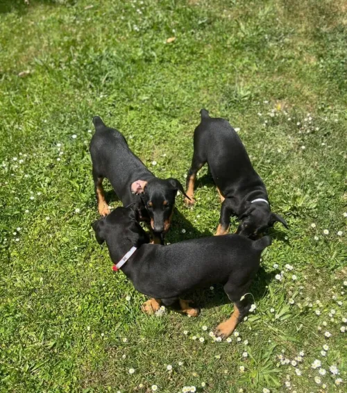 Dobermann ( élevage européen)