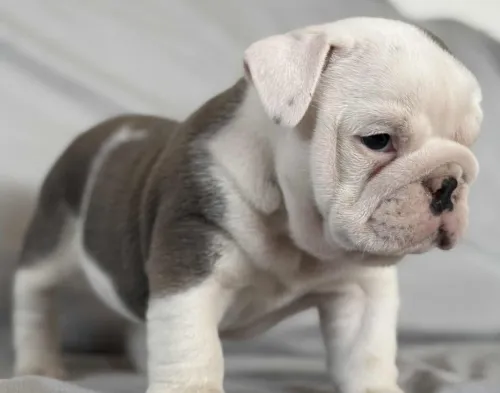 Bulldog Anglais ( élevage européen)