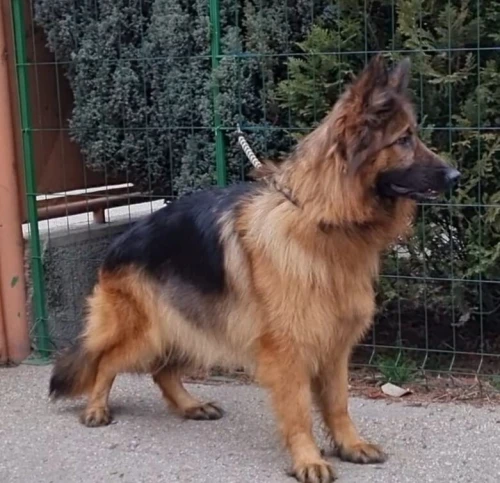 Berger allemand lignée beauté (élevage européen)