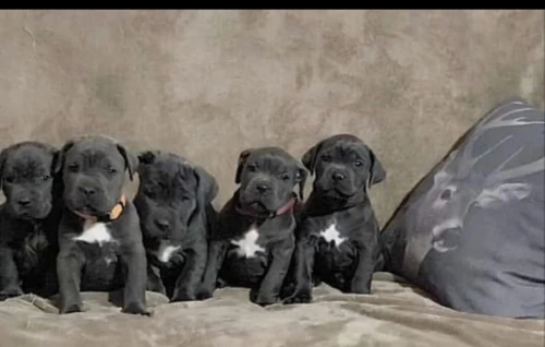 cane corso