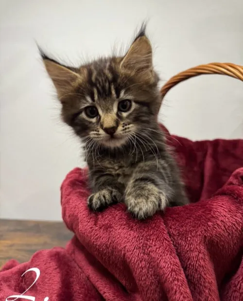Maine coon (Élevage européen)