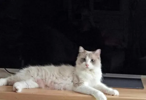 Ragdoll (élevage européen)