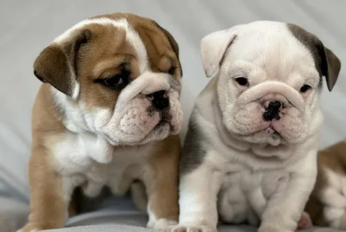Bulldog Anglais ( élevage européen)