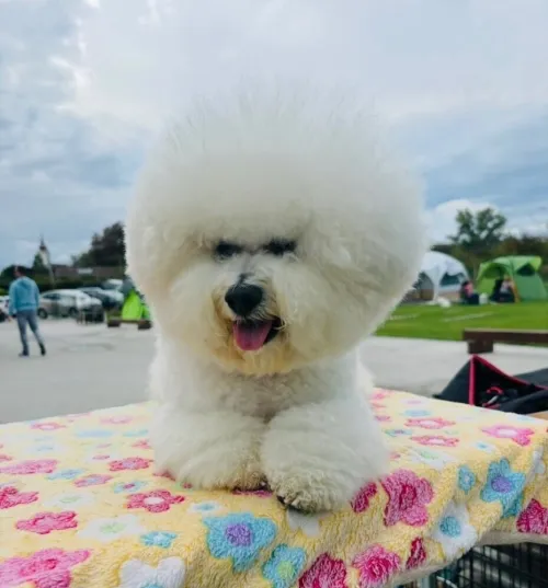 Bichon a poil fraisé