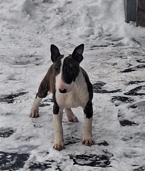 Bullterrier