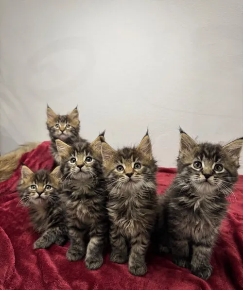 Maine coon (Élevage européen)