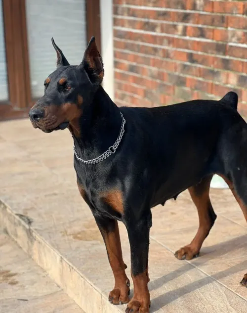 Dobermann ( élevage européen)