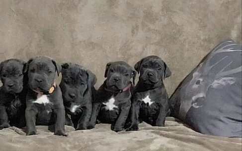 cane corso