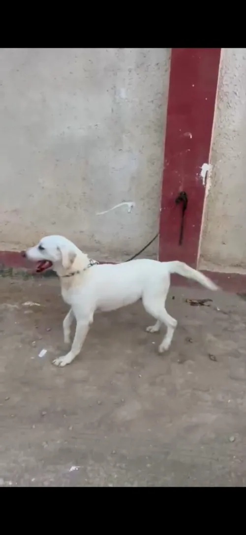 Mal Labrador 