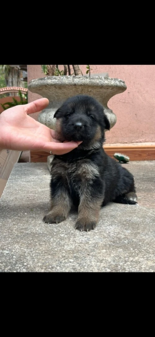 Chiots berger allemand