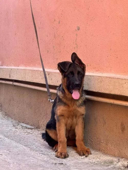 Berger allemand
