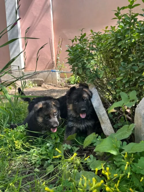 Chiots berger allemand parents étrangers