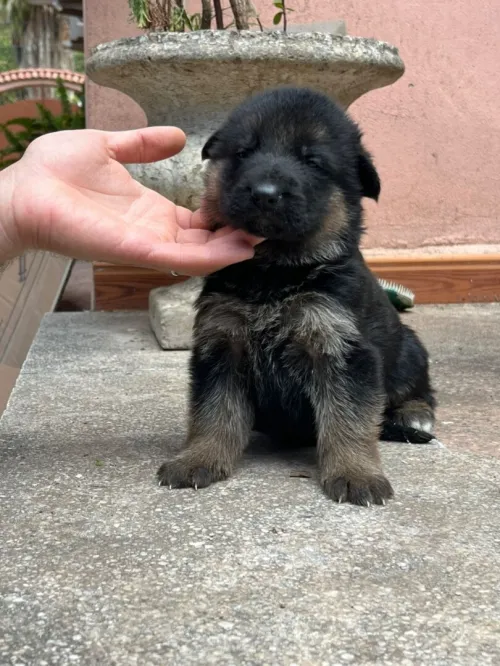 Chiots berger allemand