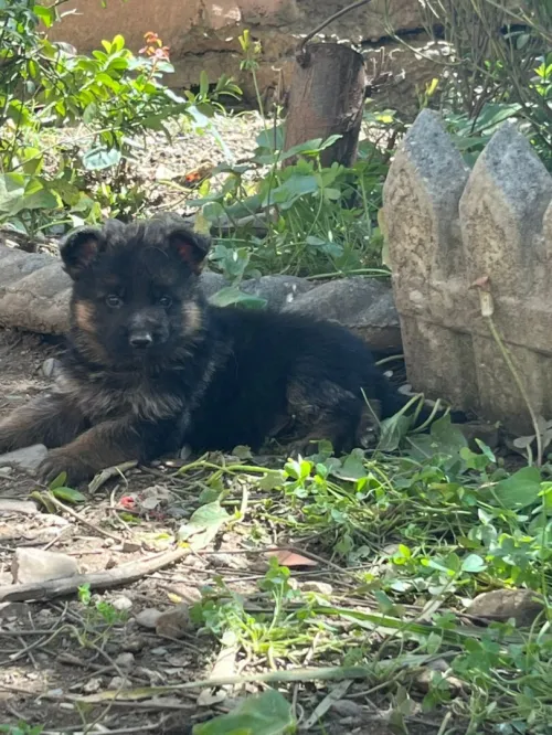 Chiots berger allemand parents étrangers