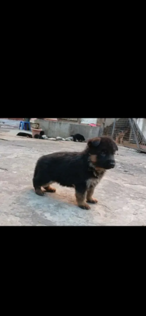 Chiots berger allemand