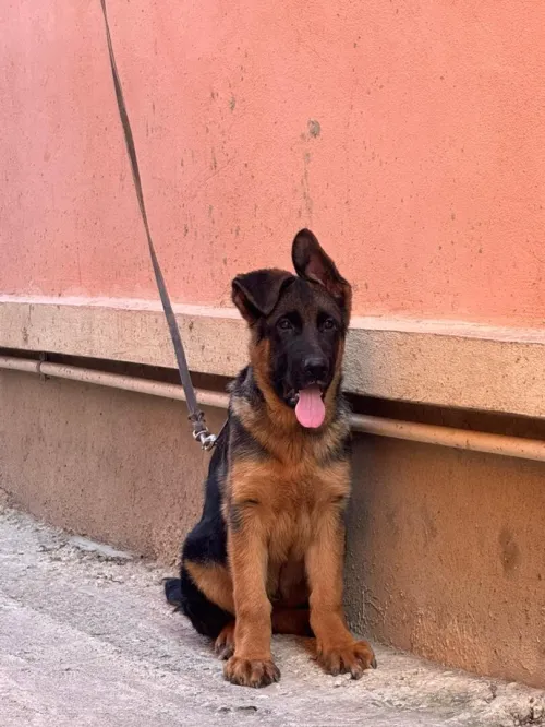 Berger allemand