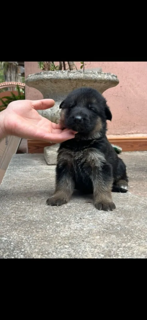 Chiots berger allemand