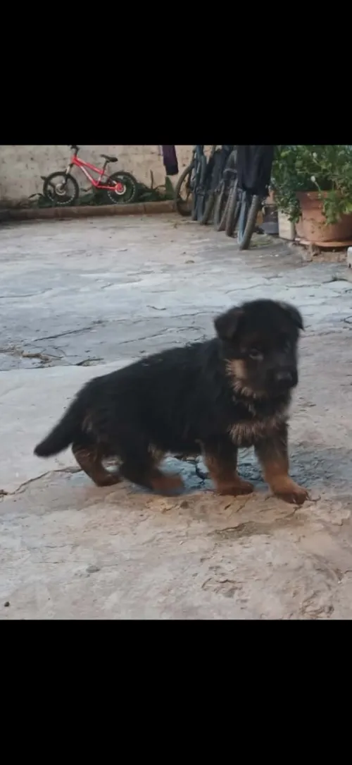 Chiots berger allemand