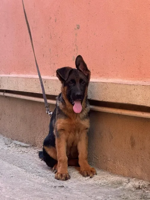 Berger allemand