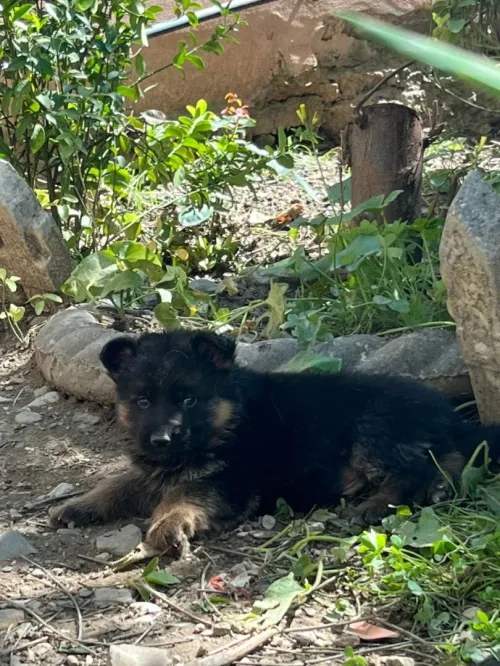 Chiots berger allemand