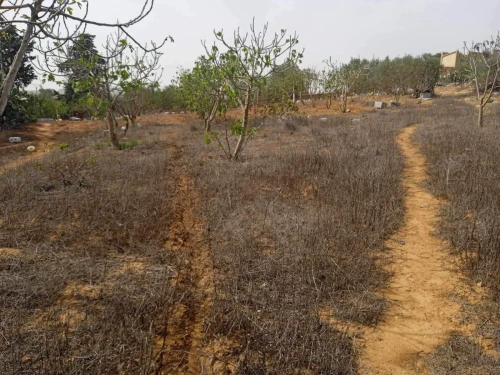 Vente Terrain Mostaganem Sidi ali