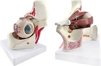 Mannequin de secourisme مجسم الإسعافات الأولية