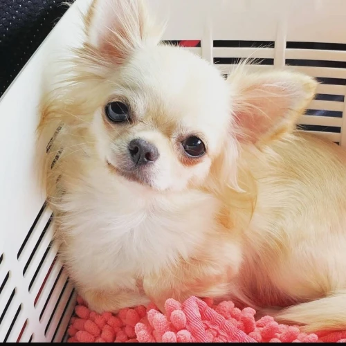 yorkshire toy - pékinois - bichon - chihuahua - spitz allemand - pomeranian - chow chow - carlin 