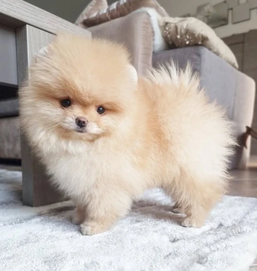 Spitz pomeranian