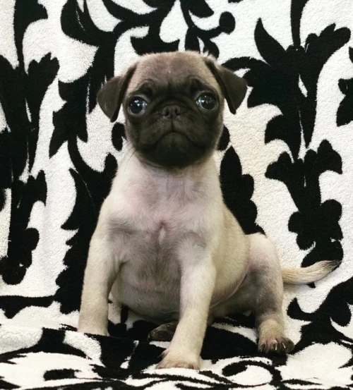  yorkshire toy - pékinois - bichon - chihuahua - spitz allemand - pomeranian - chow chow - carlin 