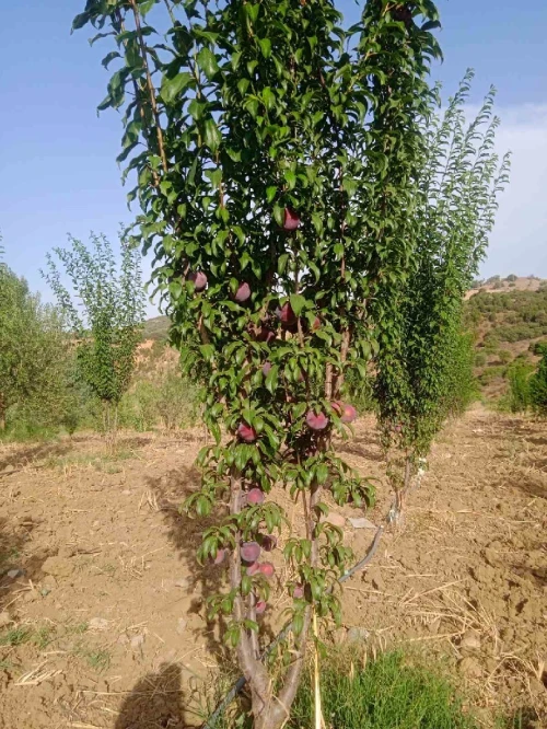 Vente Terrain Agricole Aïn Defla Ain benian 17