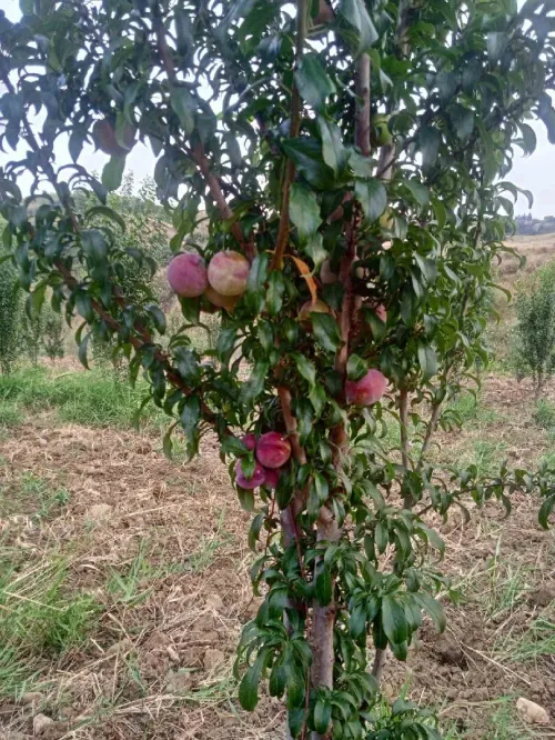 Vente Terrain Agricole Aïn Defla Ain benian 16