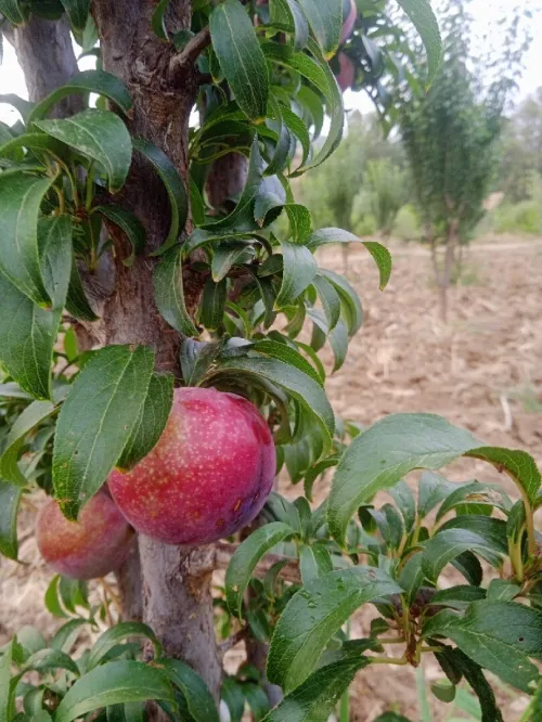 Vente Terrain Agricole Aïn Defla Ain benian 10