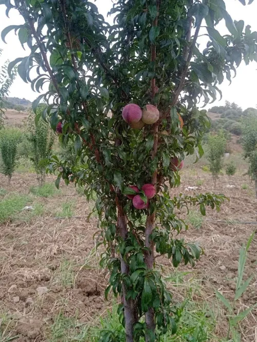 Vente Terrain Agricole Aïn Defla Ain benian 5