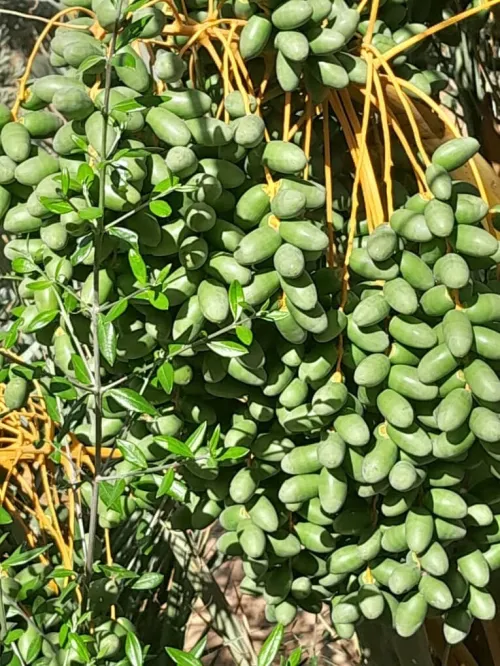 Vente Terrain Agricole Biskra Oumache