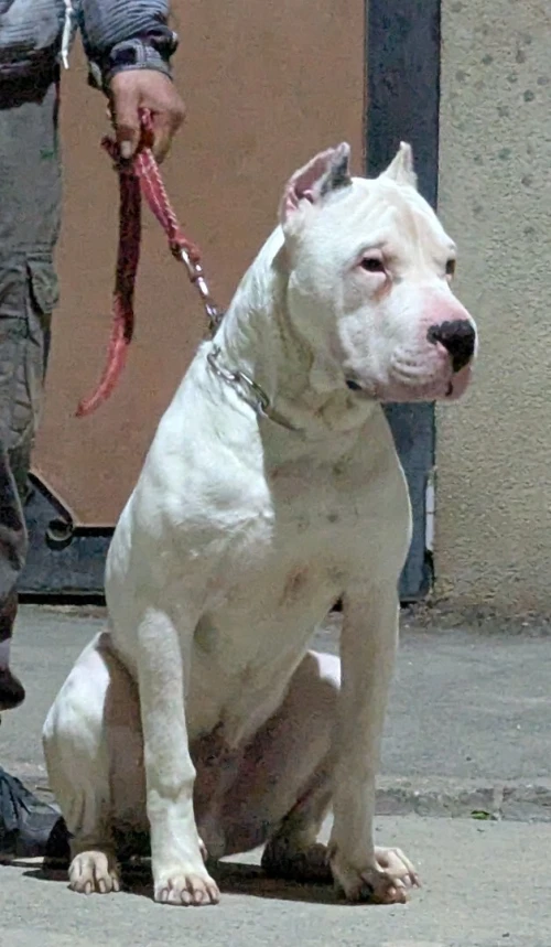 Chien dog argentine