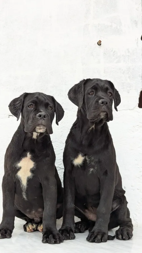 Cane Corso 