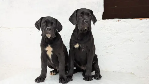 Cane Corso 